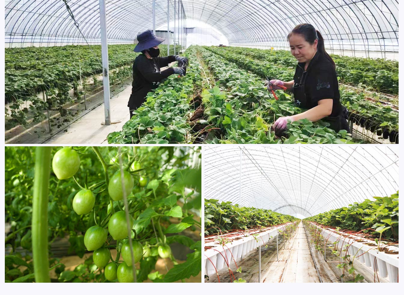 石拐區(qū)現(xiàn)代智慧設(shè)施農(nóng)業(yè)產(chǎn)業(yè)園_08.jpg 石拐區(qū)現(xiàn)代智慧設(shè)施農(nóng)業(yè)產(chǎn)業(yè)園_08.jpg