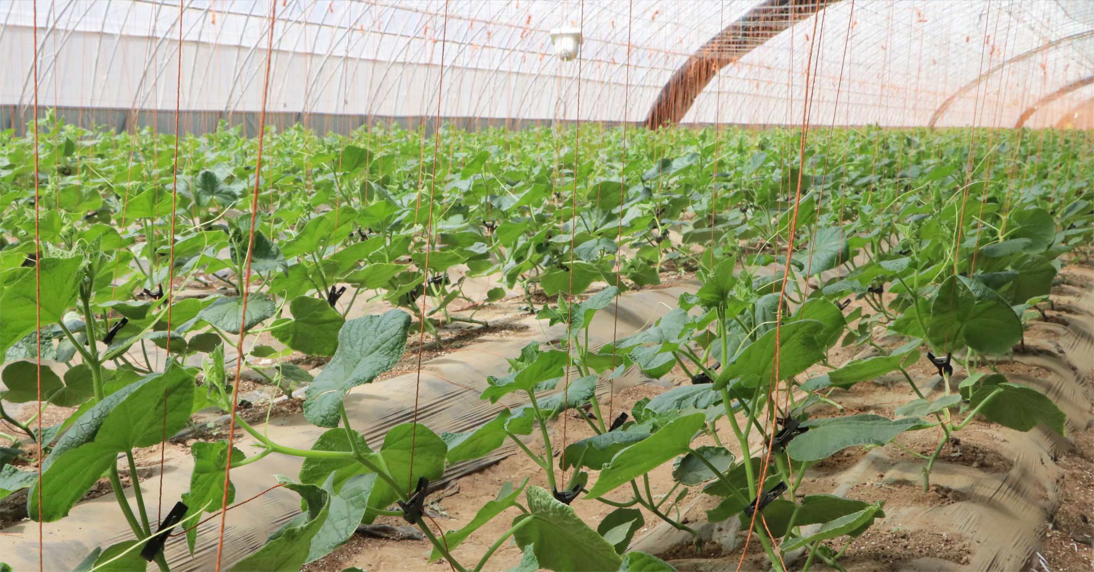 2、冬室夏棚網(wǎng)頁_16切.jpg 2、冬室夏棚網(wǎng)頁_16切.jpg