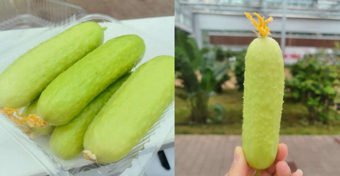 自治區綠色優質果蔬展銷中心psd-恢復的_19.jpg 自治區綠色優質果蔬展銷中心psd-恢復的_19.jpg